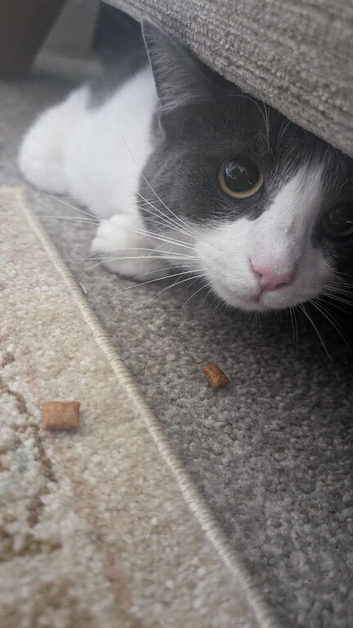 Gizmo Matilda Smokey