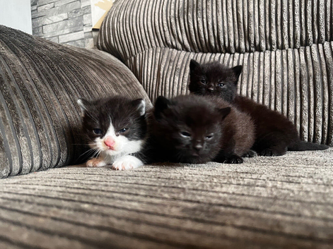 3 adorable kittens for sale
