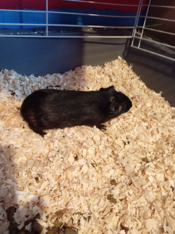 Two baby boars looking for a forever home