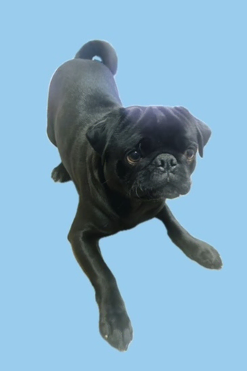 *STUD* Proven Pedigree Pug