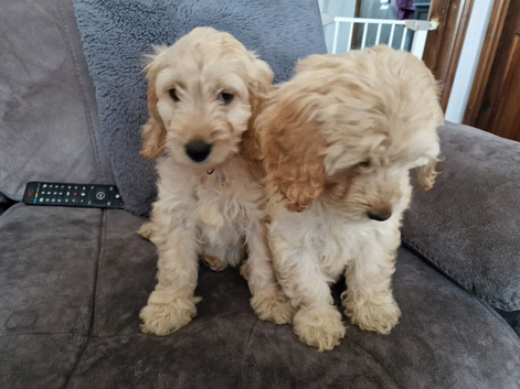 5 month old Cockapoo female puppies
