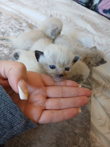 Pure ragdoll kittems 2 weeks old colours just comimg in