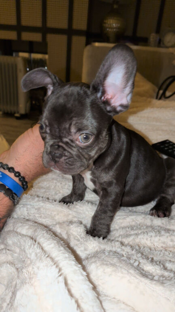 French bulldog girl