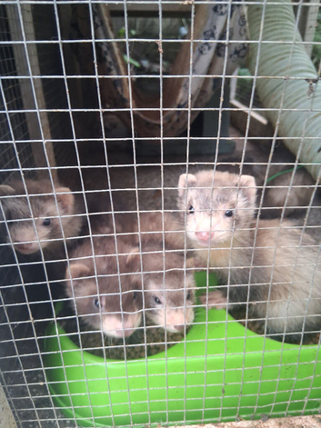 Ferret kits for sale