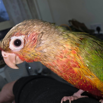 Hand raised Green Cheek Conures