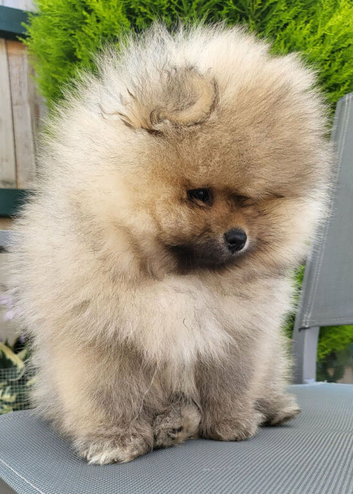 Pomeranian Teddy Bear Miniature Boys -  KC Registered - Cream Sable