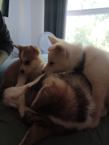 Shepsky girls!
