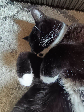 British shorthair tuxedo Tom cat