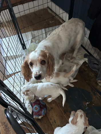 Only 5 pups left, 1 girl and 4 boys ready to leave 24 th