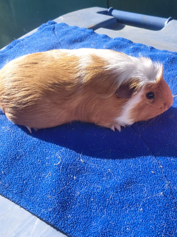 3 female guinea pigs
