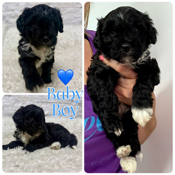 Fab️ F1 Ttoodles Tibetan terrier x Miniature poodle