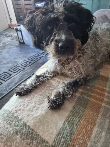 Gorgeous labradoodle girl for sale