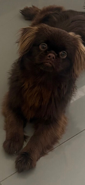 Gorgeous chocolate imperial Shih Tzu pup
