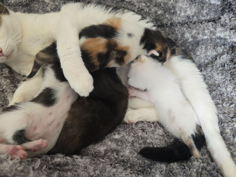 4 kittens