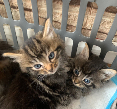 1 Tabby Boy available