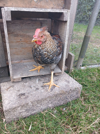 Stevie Cockerel wants a new home
