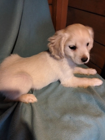 Maltipoo cross chihuahua