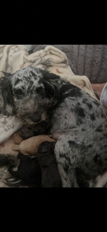 cockapoo toy F1B