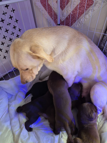 LABRADOR  PUPPIES !!AMAZING CHUNKY PUPPIES