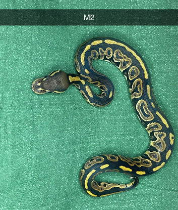 2026 ball python hatchlings 5.2