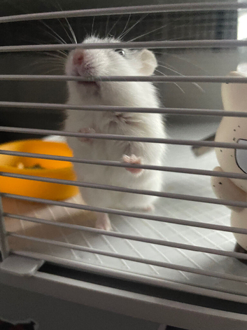 Dwarf hamster NG2 1LG