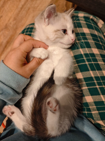 Kitten looking for loving home