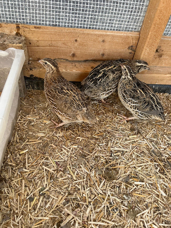 Quails for sale