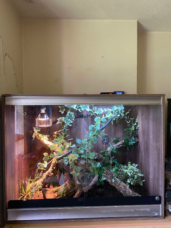 4 x 3ft full arboreal setup