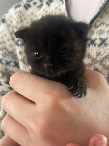 Looking for their forever homes