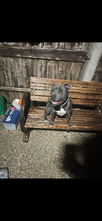 Male staff 18 month old