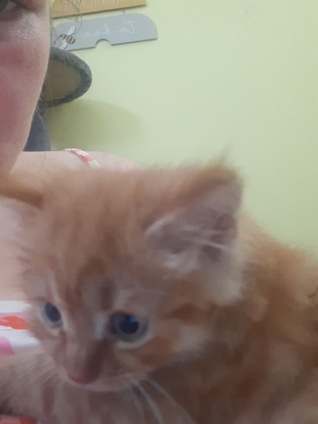2 kittens one female and one male kittens read tp gp