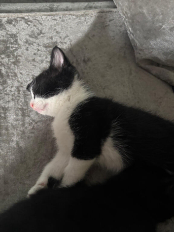 Kittens for sale