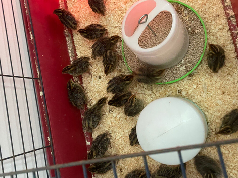 Various quail for sale