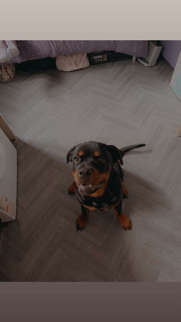 6 month Rottweiler