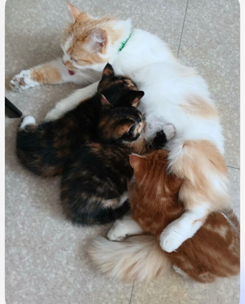 3 kittens ready for new home