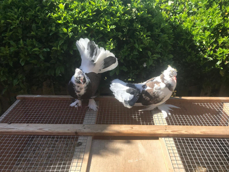 Pair of Indian fantails for sale