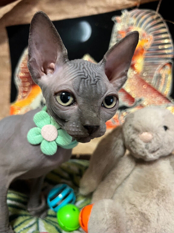 Sphynx kittens