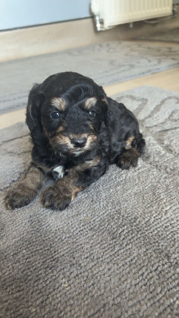 Last boy cockapoo puppy