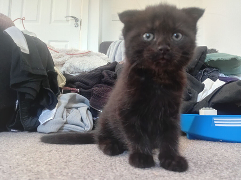 Scottish fold mix