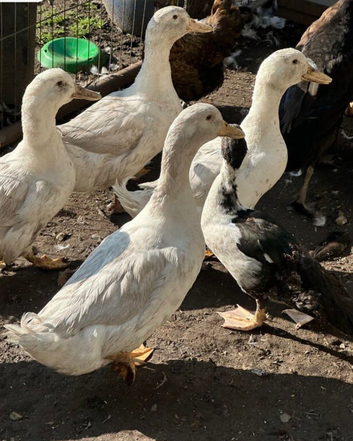 White ducks khaki Campbell runner for sale