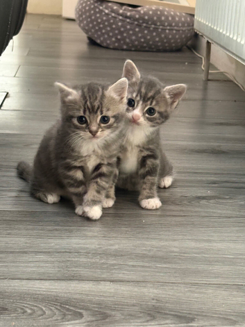 5 week of kittens