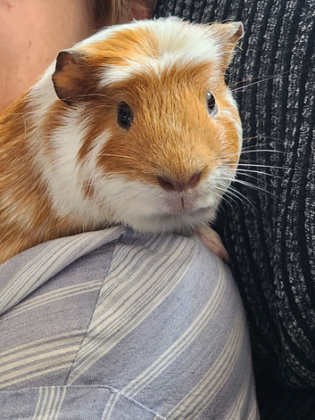 3 male Guinea pigs