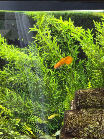 Male and female Guppies free to good home