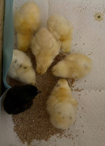 Chicks