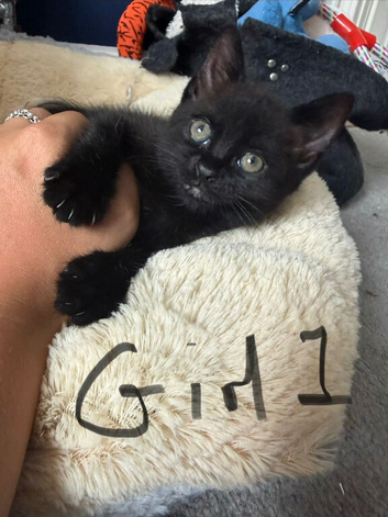 2 kittens ready to go