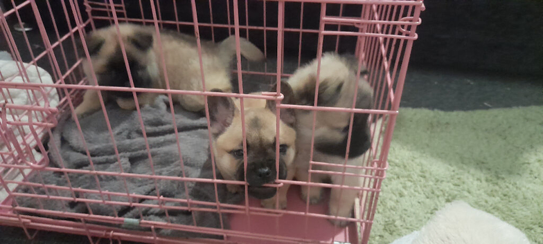Puppies for sale ready to go 3 left