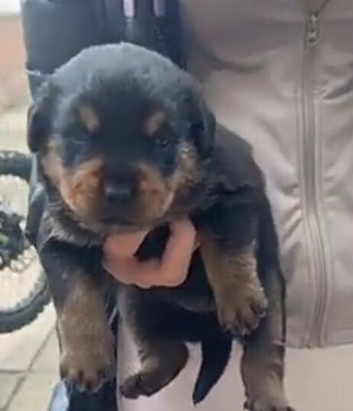 Rottweiler puppies