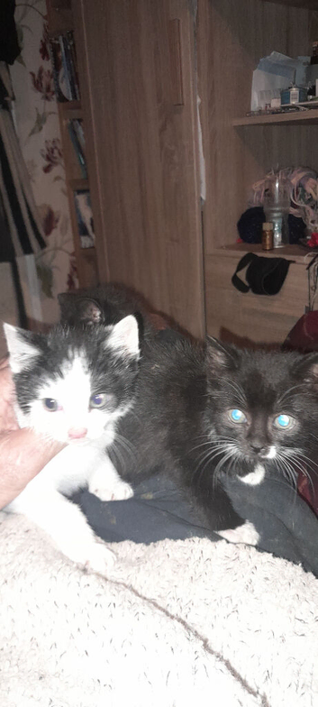 Three black and white kittens