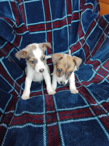 Beautiful Jack russell pups for sale