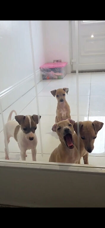 Italian greyhound puppy for sale